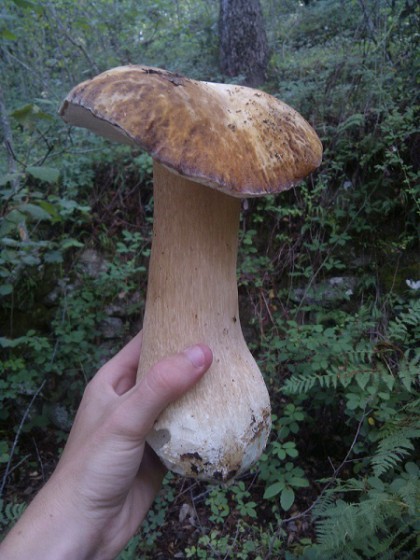funghi,la ricerca dei funghi,messina,camaro,i funghi nei boschi di messina,fungo porcino,cammaroti,la passione dei funghi